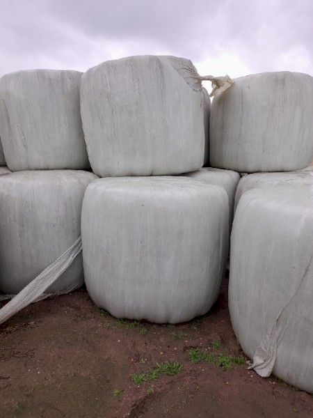 Ryegrass silage 