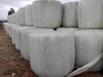 Ryegrass silage 