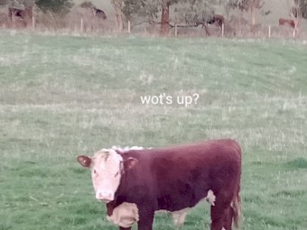 Poll Hereford Bull
