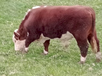 Poll Hereford Bull