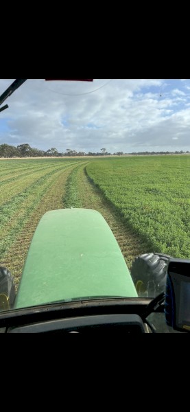 Lucerne Hay, First cut shedded, 8x4x3 bales.