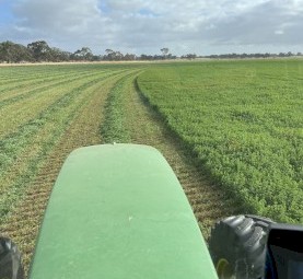 Lucerne Hay, First cut shedded, 8x4x3 bales.