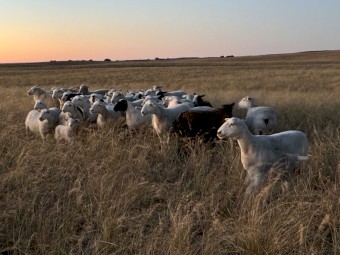 Dorper Ewe and W/S Ram Package x 20
