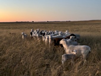 Dorper Ewe and W/S Ram Package x 20