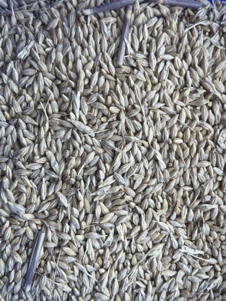 46t Feed Barley