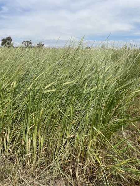 Rye/Barley hay big squares