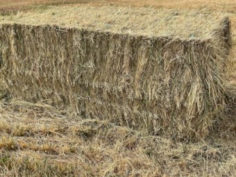 Rye/Barley hay big squares