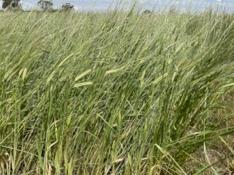 Rye/Barley hay big squares