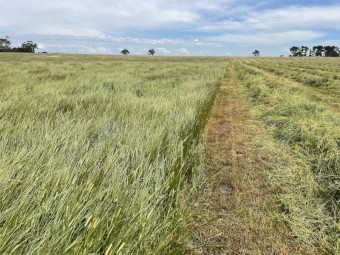 Rye/Barley hay big squares