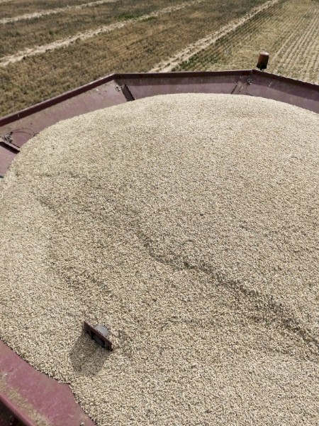 30mt Milling Oats