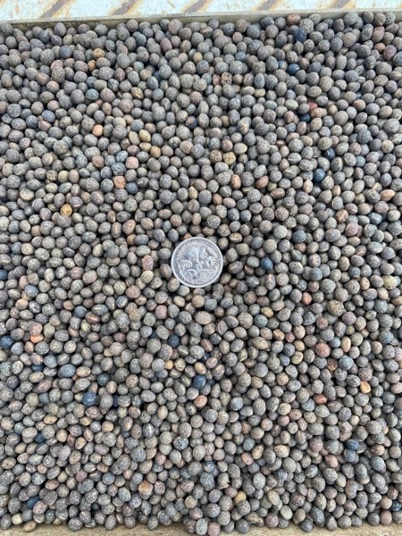 Vetch Seed Cleaned 