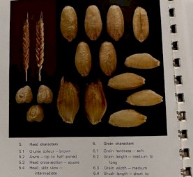 Vintage Wheat Variety PINNACLE 