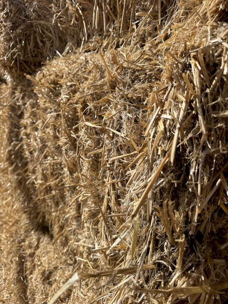 New Season Barley Straw