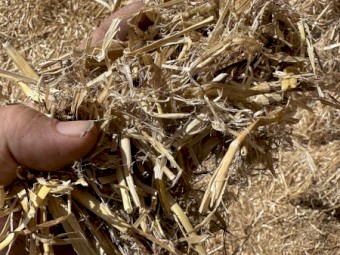 New Season Barley Straw