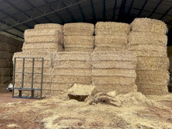 200mt Barley Straw 400-460kg 8x4x3 Bales