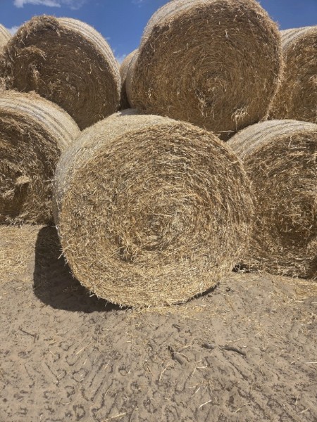 100 x Barley Straw Rolls