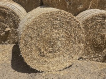 100 x Barley Straw Rolls