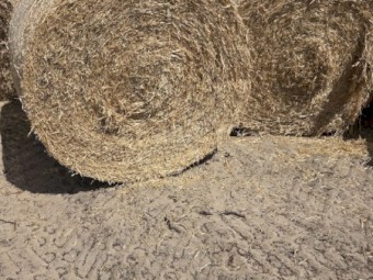 100 x Barley Straw Rolls