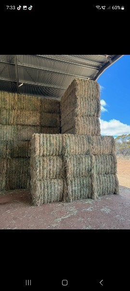 Wheaten Hay 8x4x3 Bales