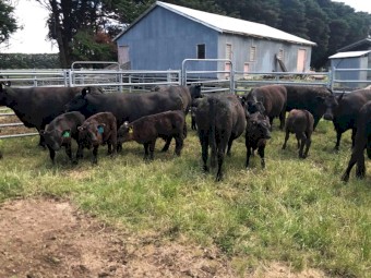 Angus Cows and Calves 10x10