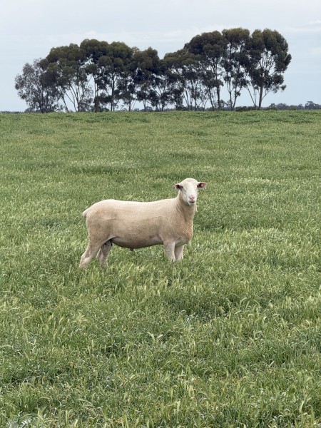 50 x White Suffolk Rams