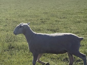 50 x White Suffolk Rams