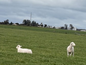 50 x White Suffolk Rams