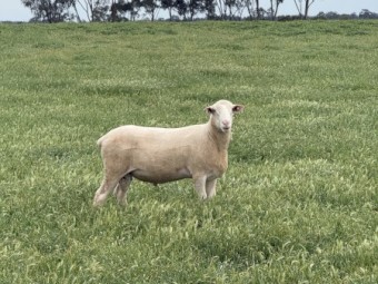 50 x White Suffolk Rams