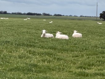 50 x White Suffolk Rams
