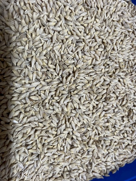 46mt BAR1 Feed Barley
