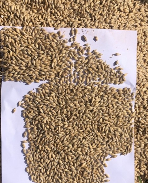 150mt Feed Barley