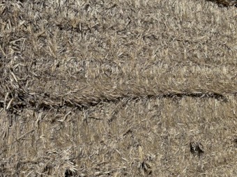 225mt Wheaten Straw 8x4x3 Bales