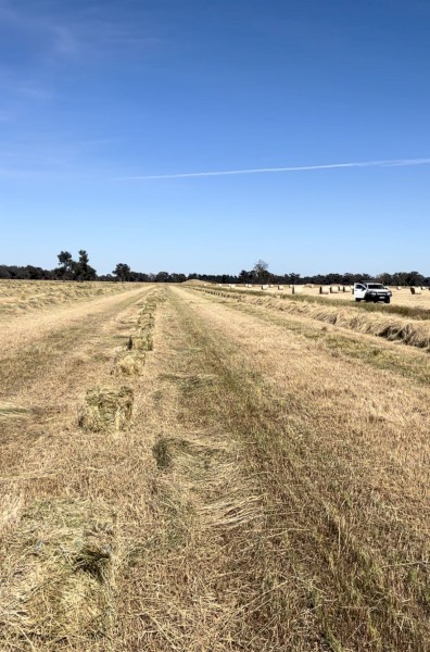 Rye grass & clover small squares 