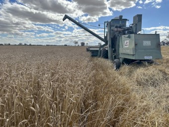 Vintage Wheat variety “PINNACLE” 