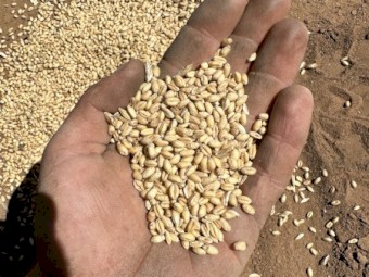 Vintage Wheat variety “PINNACLE” 