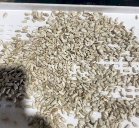 Safflower grain