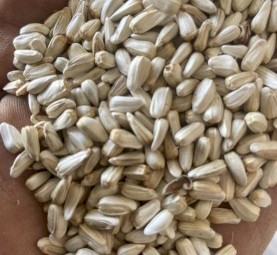 Safflower grain