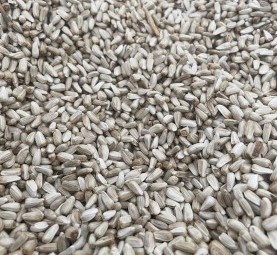 Safflower grain