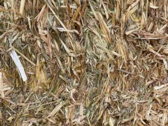 Oaten Hay