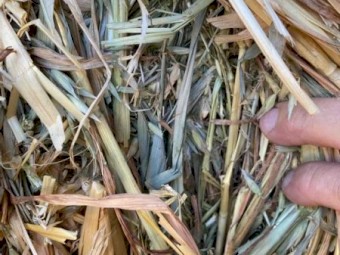 Oaten Hay