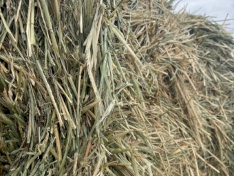 40mt Barley Hay with Rye Grass