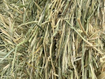 40mt Barley Hay with Rye Grass