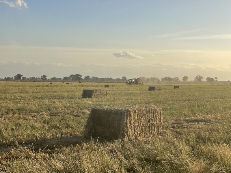 Teff Straw 