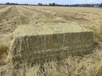 Teff Straw 