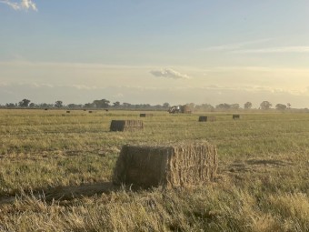 Teff Straw 
