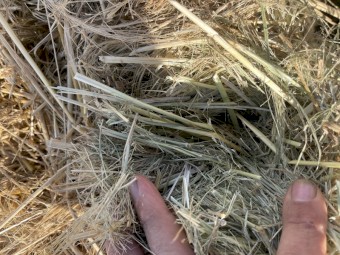 Teff Straw 