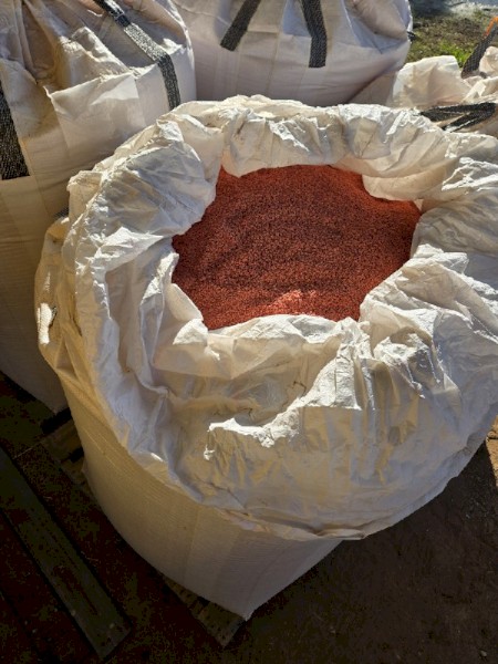 Scepter Wheat Seed