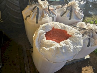 Scepter Wheat Seed