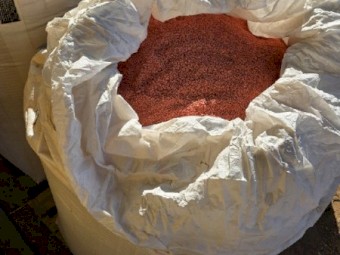 Scepter Wheat Seed