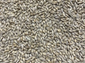 180t Malt Spec Maximus Barley
